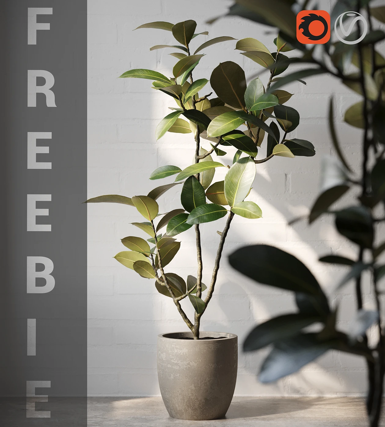 Ficus Elastica 3D Model
