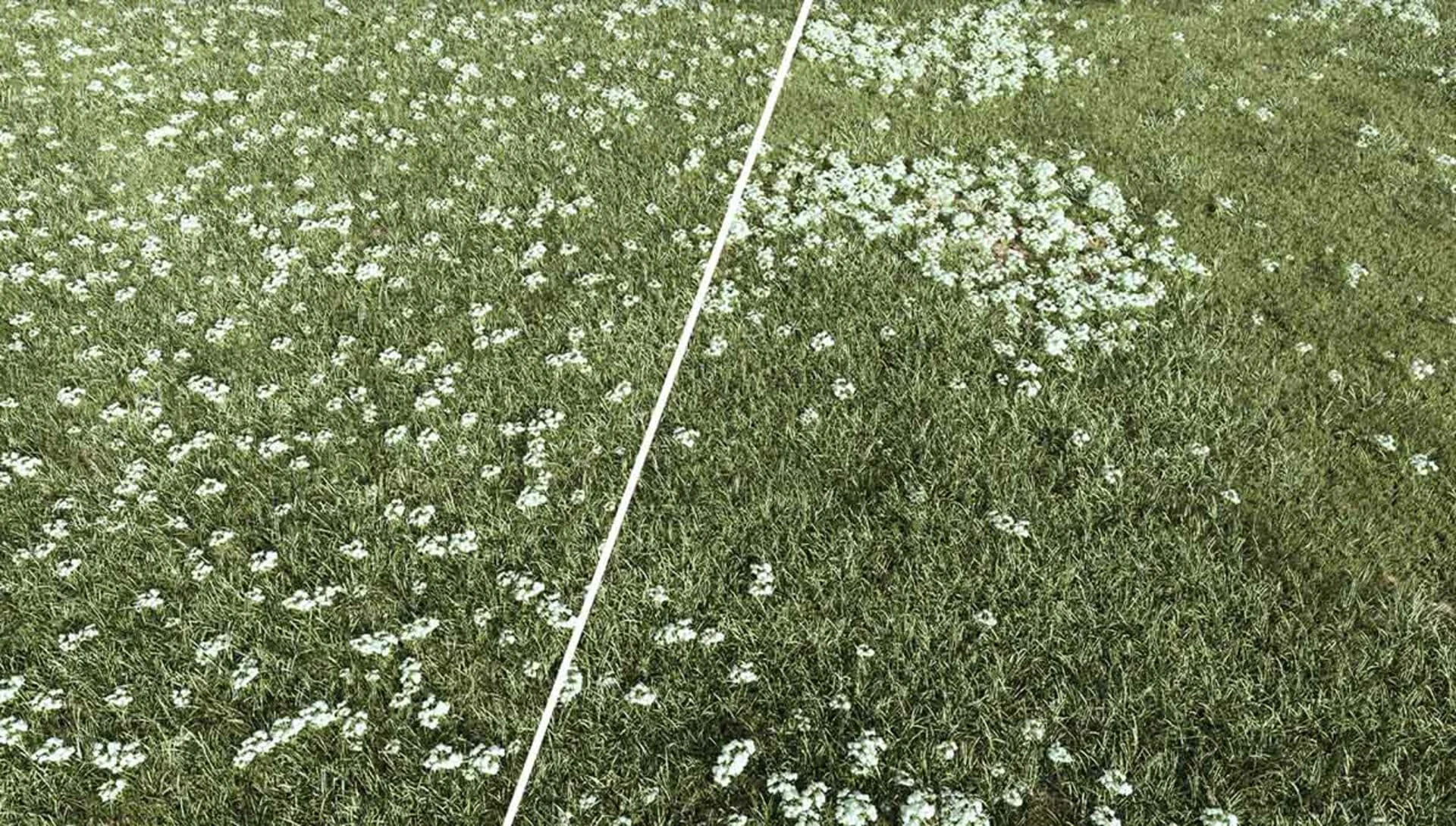 Scatter clusters in Corona renderer with grass and flower Corona 13