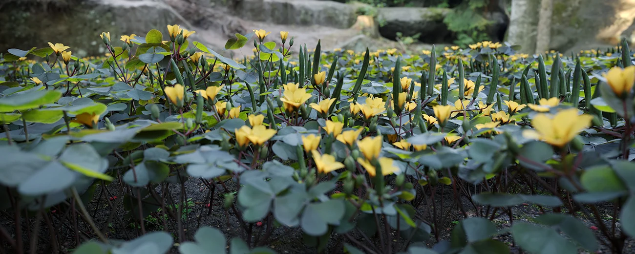 background image render