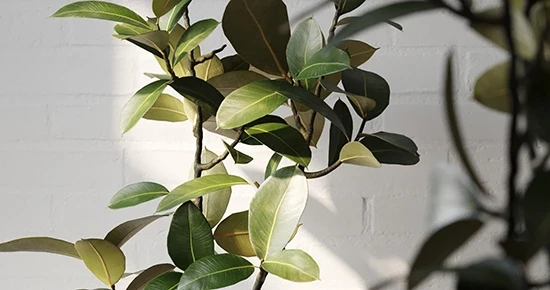 Ficus Elastica 3D Model